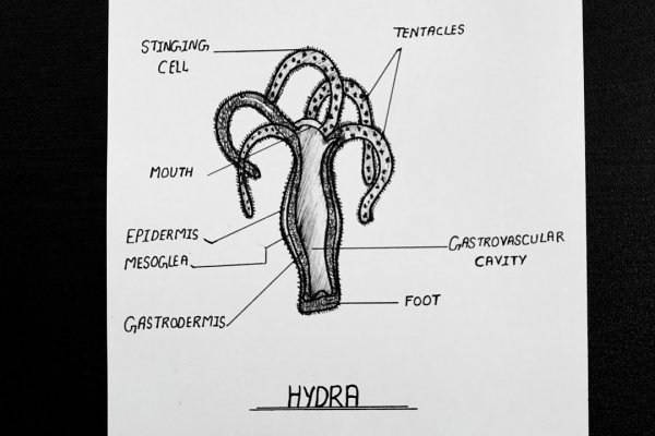 Kraken даркнет маркет